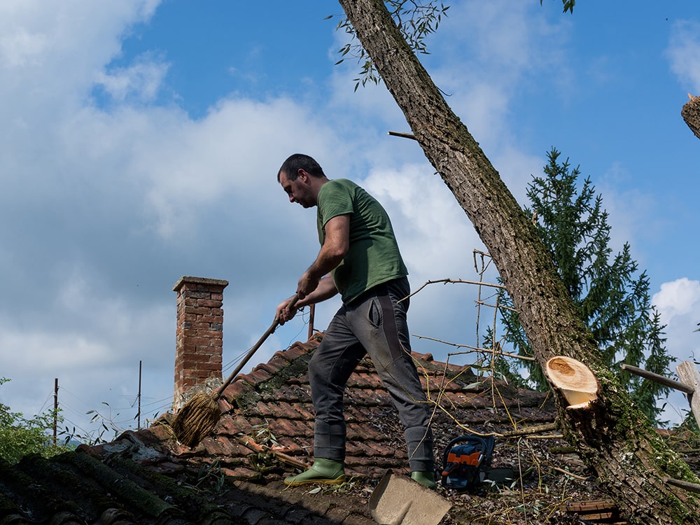 tree damage min Facelift